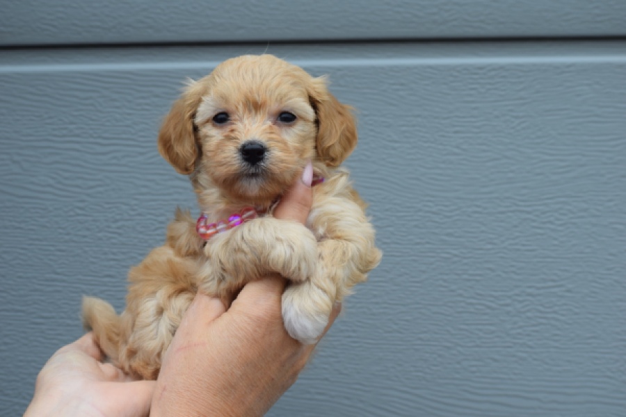 Maltipoo (teef) 94305