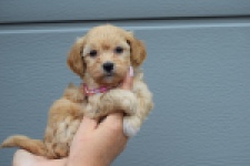 Maltipoo (teef) 94305