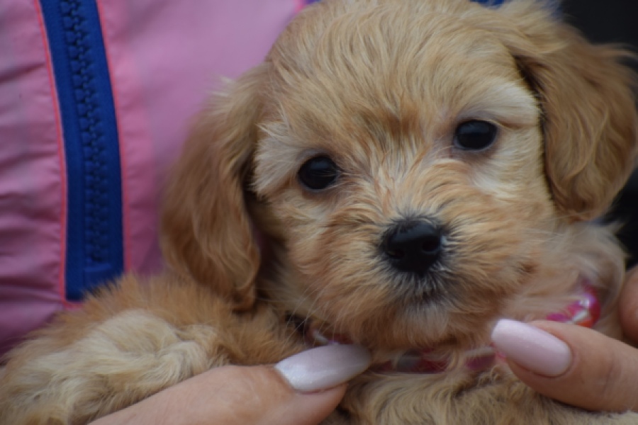 Maltipoo (teef) 94305