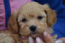 Maltipoo (teef) 94305