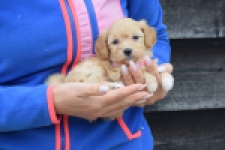 Maltipoo (teef) 94305