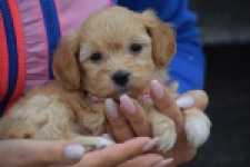 Maltipoo (teef) 94305