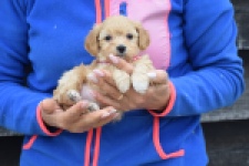 Maltipoo (teef) 94305