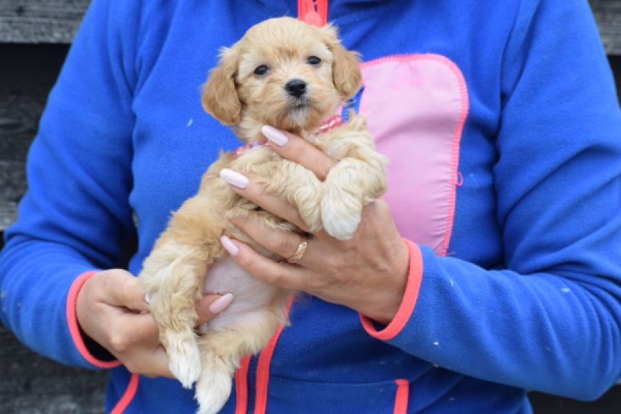 Maltipoo (teef) 94305