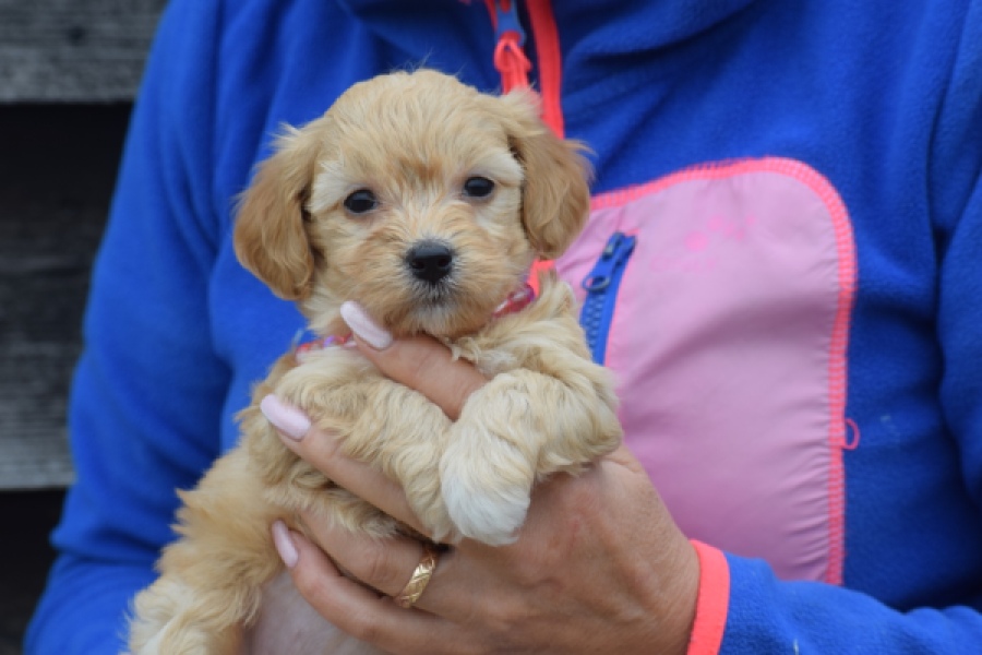 Maltipoo (teef) 94305