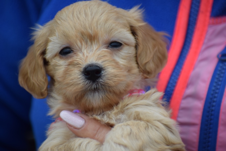 Maltipoo (teef) 94305