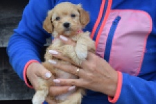 Maltipoo (teef) 94305