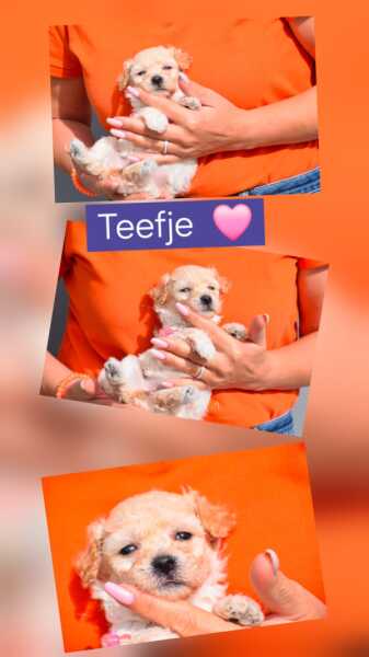 Maltipoo (teef) 96765