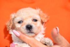 Maltipoo (teef) 96765