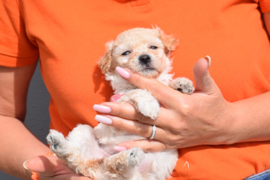 Maltipoo (teef) 96765