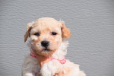 Maltipoo (teef) 96765