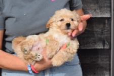 Maltipoo (reu) 80247