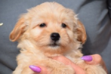 Maltipoo (reu) 80247