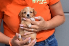 Maltipoo (reu) 98421