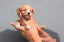 Maltipoo (reu) 98421