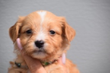 Maltipoo (reu) 98421