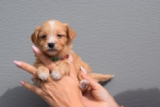 Maltipoo (reu) 98421