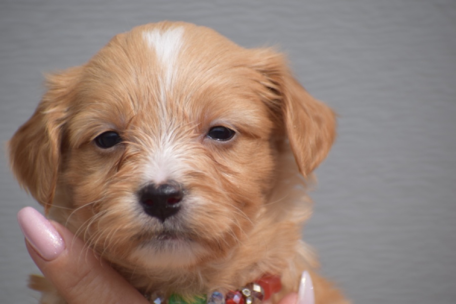 Maltipoo (reu) 98421