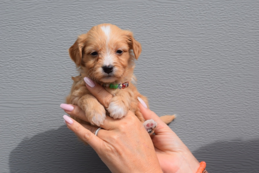 Maltipoo (reu) 98421