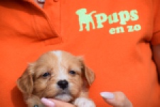 Maltipoo (reu) 98421