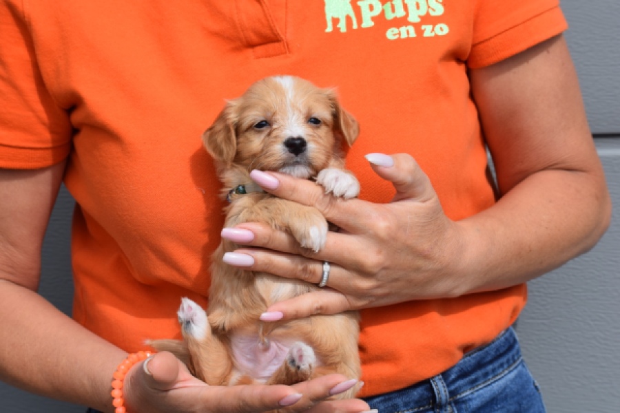 Maltipoo (reu) 98421