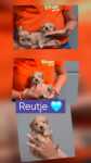 Maltipoo (reu) 82827