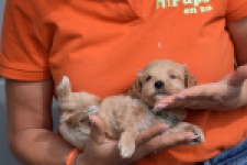 Maltipoo (reu) 82827