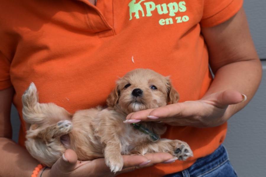 Maltipoo (reu) 82827