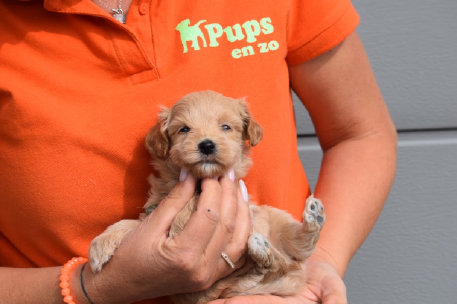 Maltipoo (reu) 82827
