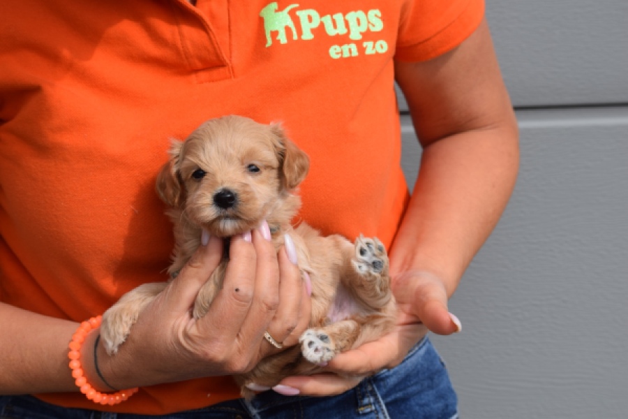 Maltipoo (reu) 82827