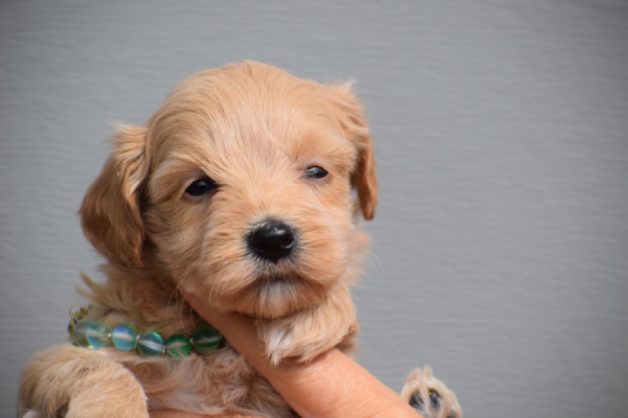 Maltipoo (reu) 82827