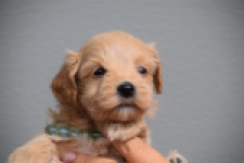 Maltipoo (reu) 82827