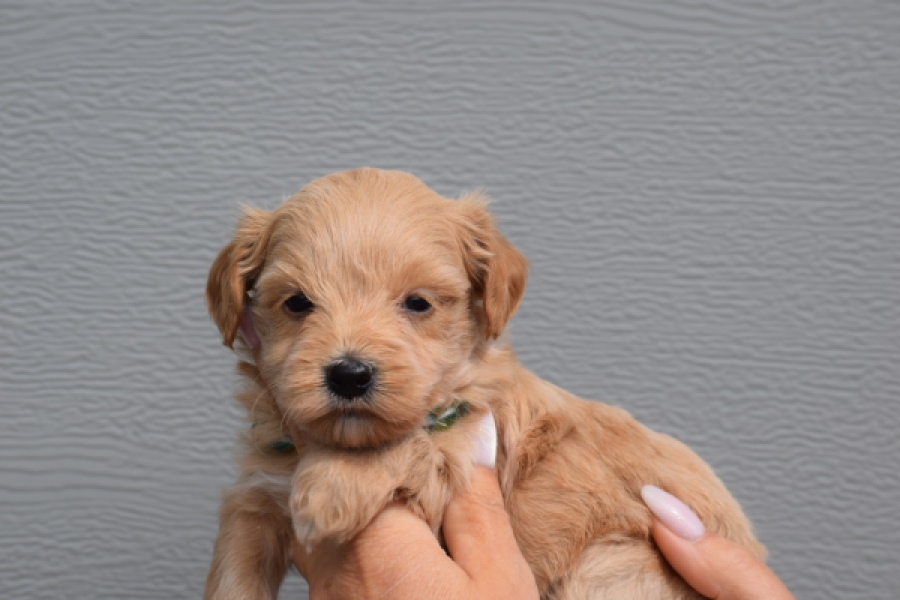 Maltipoo (reu) 82827