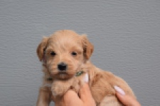 Maltipoo (reu) 82827