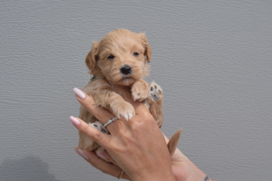 Maltipoo (reu) 82827