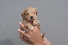 Maltipoo (reu) 82827