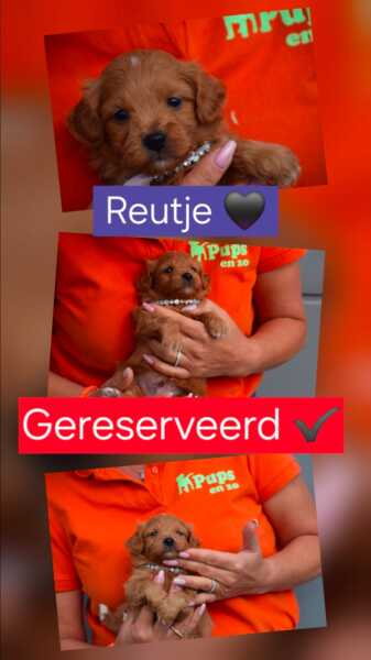 Maltipoo (reu) 97892