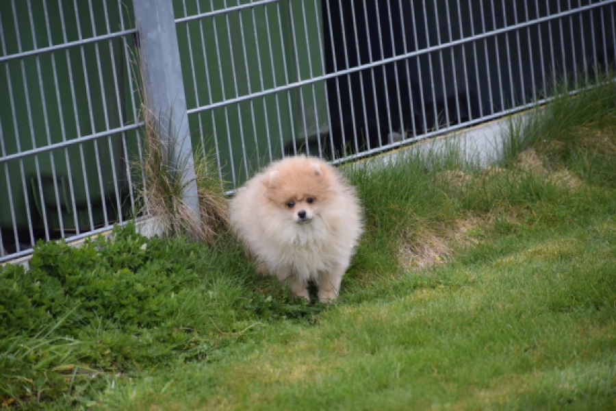 Keeshond (teef) 07157