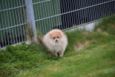 Keeshond (teef) 07157