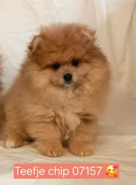 Keeshond (teef) 07157