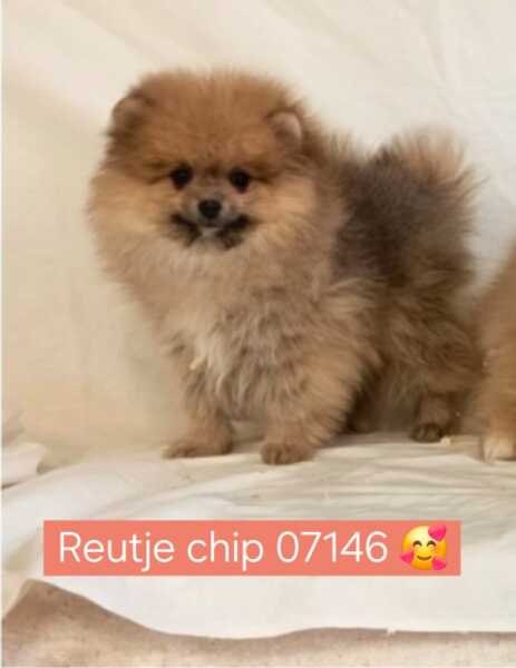 Keeshond (reu) 07146