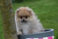 Keeshond (reu) 07146