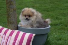 Keeshond (reu) 07146