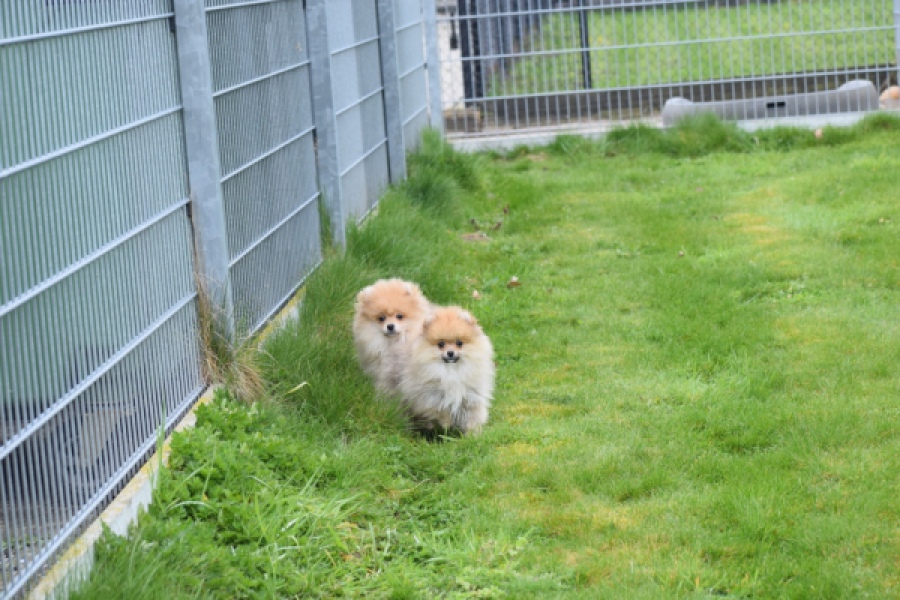 Keeshond (reu) 07146