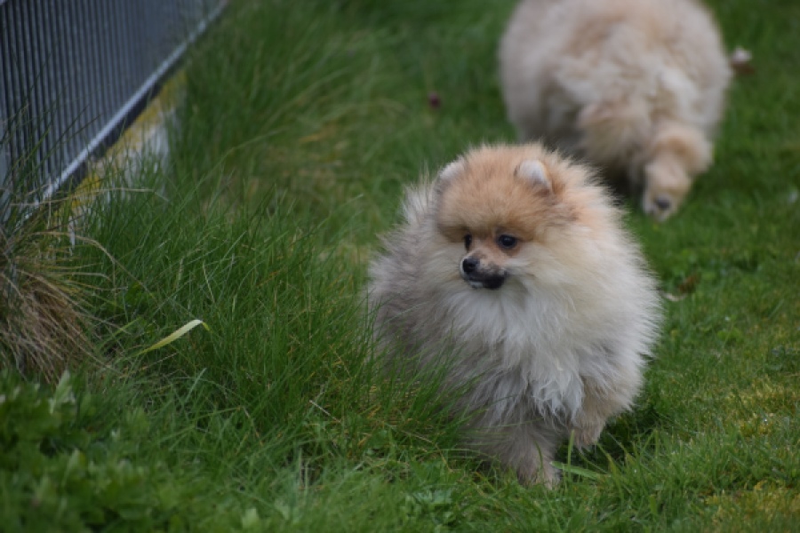 Keeshond (reu) 07146