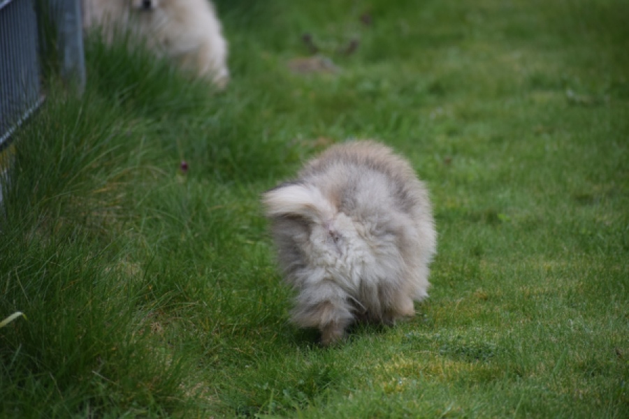 Keeshond (reu) 07146
