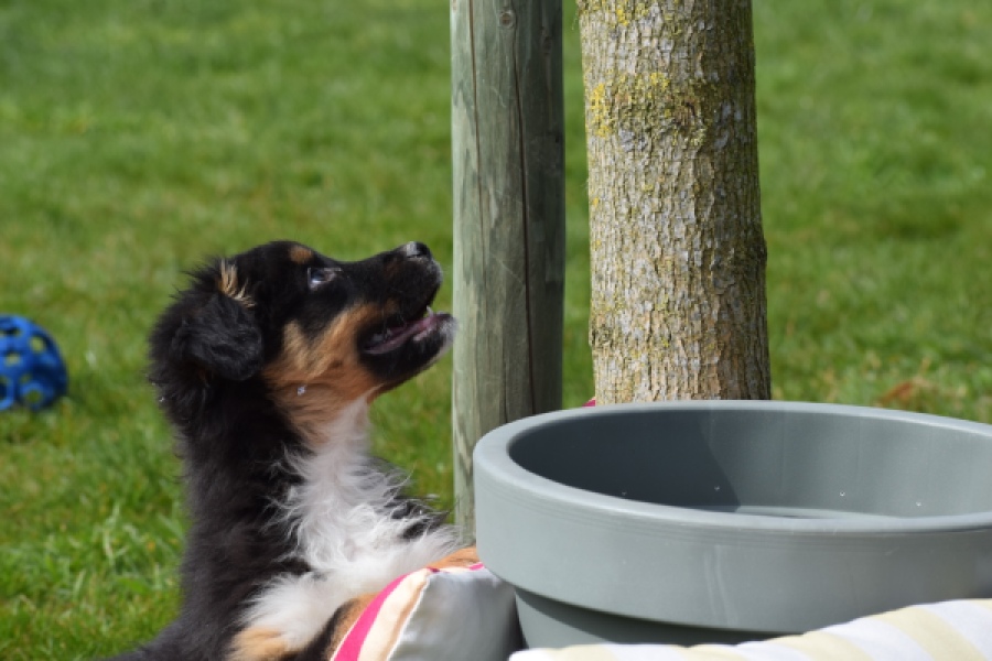 Berger australien (reu) 64476