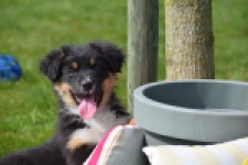 Berger australien (reu) 64476