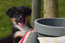 Berger australien (reu) 64476