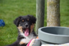 Berger australien (reu) 64476